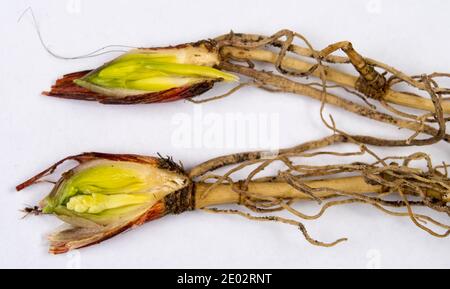 Triebe von Convallaria majalis Stockfoto