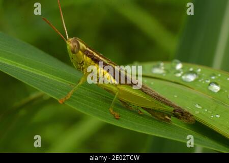 Ein javanischer Grasshopper, der auf einem Grashalm thront