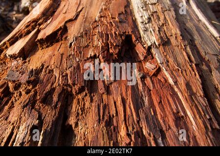 Hintergrund von Holzmaserung auf verfallenden Baumstamm Log in Morgensonne Stockfoto