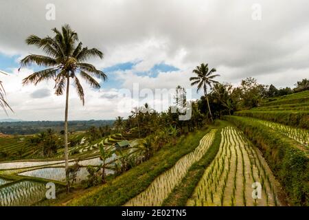 Reisfelder auf der Jatiluwih Rice Terrace in Bali Stockfoto