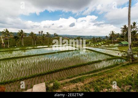 Jatiluwih Rice Terrace in Bali, ein UNESCO-Weltkulturerbe für das berühmte traditionelle subak Bewässerungssystem Stockfoto
