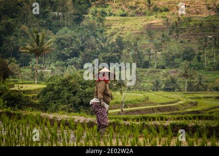 Frau in traditioneller Kleidung arbeitet auf den Reisfeldern Auf Bali Stockfoto