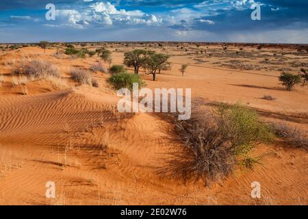 Wüstenlandschaft in der Nähe von Kalkrand, Kalahari-Becken, Namibia Stockfoto