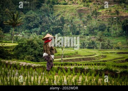 Eine alte Frau, die in den Reisfeldern auf Bali arbeitet Stockfoto