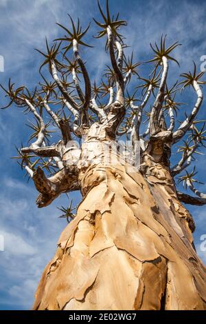 Baumkrone eines Quivertree, Aloidendron dichotomum, Keetmanshoop, Namibia Stockfoto