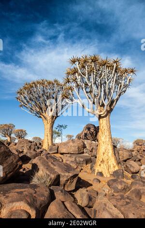 Impressionen von Quivertree Forest, Aloidendron dichotomum, Keetmanshoop, Namibia Stockfoto
