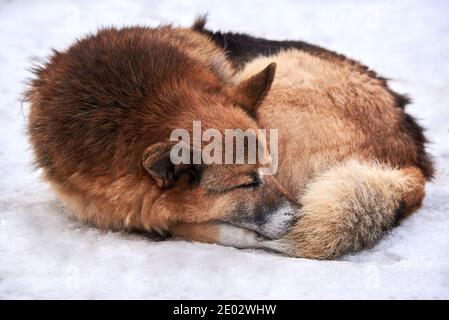 Ein streunender Hund liegt im Winter in einem Ring zusammengerollt im Schnee. Das Problem der obdachlosen Tiere. Stockfoto
