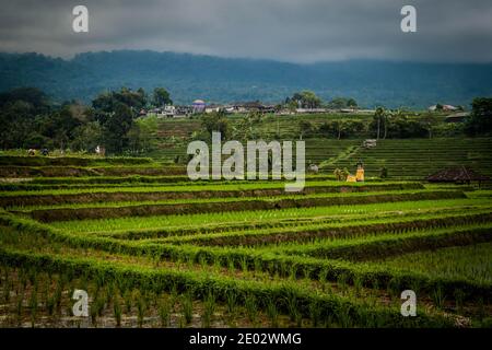 Jatiluwih Rice Terrace an einem regnerischen und bewölkten Tag Stockfoto