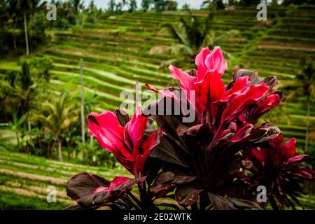 Eine rosa Blume bei Jatiluwih Reis Terrassen auf einem regnerischen Tag Stockfoto