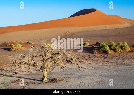 Big Mama Dune in Sossusvlei Area, Namib Naukluft Park, Namibia Stockfoto