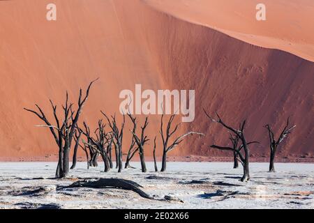 Tote Akazienbäume in Deadvlei Pan, Namib Naukluft Park, Namibia Stockfoto