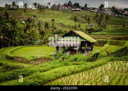 Ein kleiner Unterschlupf rund um die Reisfelder bei Jatiluwih Rice Terrasse auf Bali Stockfoto