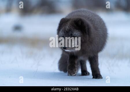 Dunkler arktischer Fuchs im Thorsmork-Tal in Island. Isländischer Fuchs. Tierwelt in Island. Nahaufnahme von Fotos in hoher Qualität Stockfoto