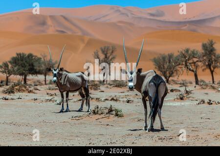Südafrikanischer Oryx in Sossusvlei, Oryx gazella, Namib Naukluft Park, Namibia Stockfoto