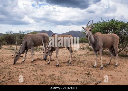 Eland Antelope, Taurotragus oryx, Namibia Stockfoto