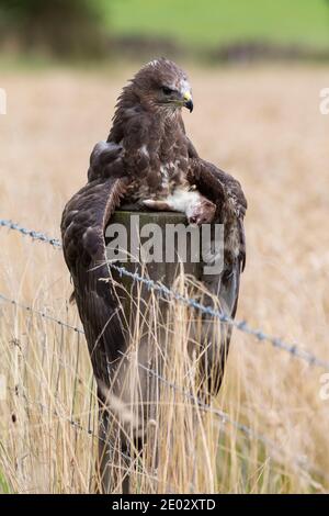 Bussard (Buteo buteo), der sich auf Stoat ernährt, kontrolliert, Cumbria, Großbritannien Stockfoto