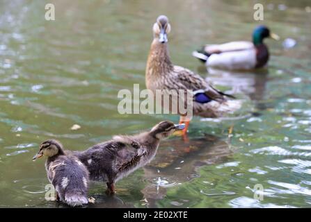 Eine Mallardin wacht über ihre niedlichen kleinen Entchen, während der Vater Duck im Hintergrund skulkelt. Stockfoto