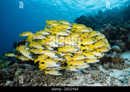 Schwarm von Bluestripe Snappers, Lutjanus kasmira, Süd Male Atoll, Malediven, Indischer Ozean Stockfoto