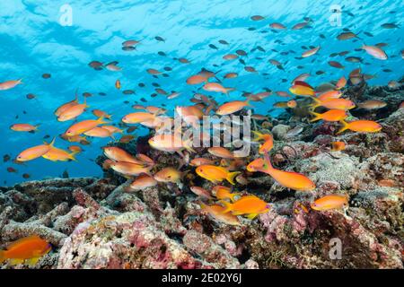 Lyeinzelhandel Anthias in Coral Reef, Pseudanthias squamipinnis, Süd Male Atoll, Indischer Ozean, Malediven Stockfoto