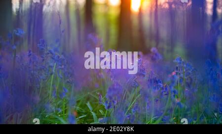 Bluebells in Spring, Kent Stockfoto