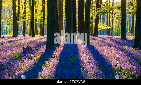 Bluebells in Spring, Kent Stockfoto