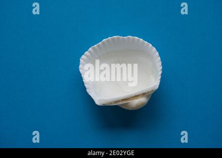 Muscheln liegen auf pastellblauem Hintergrund, Reise-Souvenir-Sammlung, Draufsicht Stockfoto