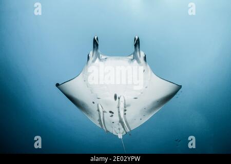 Reef Manta Manta alfredi, Ari Atoll, Malediven, Indischer Ozean Stockfoto