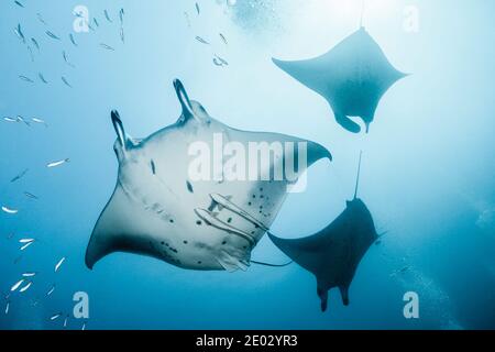 Reef Manta Manta alfredi, Ari Atoll, Malediven, Indischer Ozean Stockfoto