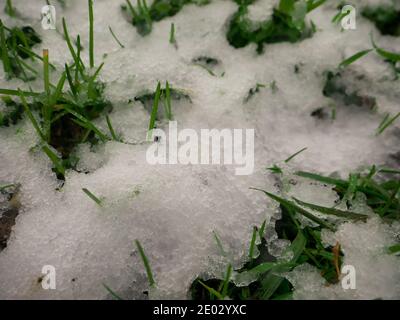 Textur von grünem Gras mit Schnee bedeckt Stockfoto