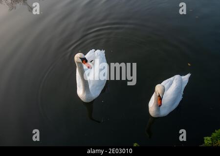 Zwei schöne Schwäne auf dem Wasser. Hochwertige Fotos Stockfoto