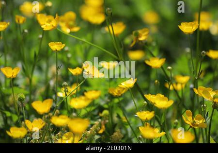 Hunderte von kleinen, leuchtend gelben Buttercups blühen zwischen üppig grünem Gras. Stockfoto