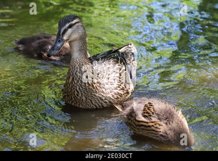 Eine weibliche Mallard-Ente wacht über ihre entzückenden kleinen jungen Enten, während sie im Wasser nach Nahrung suchen. Stockfoto