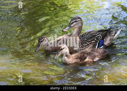 Eine weibliche Mallard-Ente wacht über ihre entzückenden kleinen jungen Enten, während sie im Wasser nach Nahrung suchen. Stockfoto