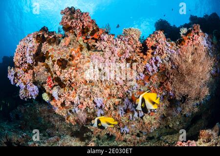 Farbige Coral Reef, Ari Atoll, Malediven, Indischer Ozean Stockfoto