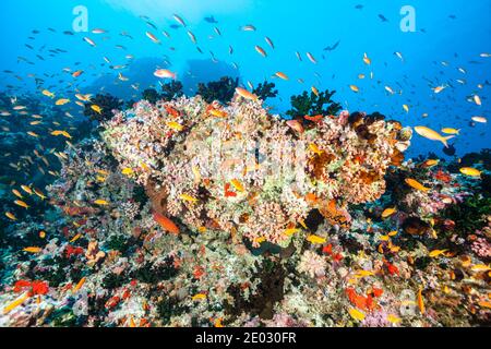 Farbige Coral Reef, Ari Atoll, Malediven, Indischer Ozean Stockfoto