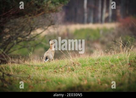 Europäischer Hase (Lepus europaeus) im Sprint auf Gras Stockfoto
