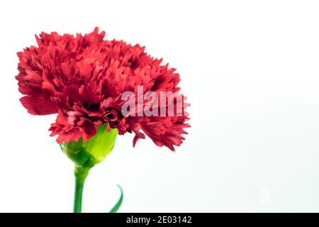 Realistische leuchtend rote Nelke (Dianthus caryophyllus) Blühende Blumen auf weißem Hintergrund Stockfoto