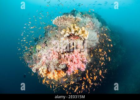 Coloured Coral Reef, Felidhu Atoll, Indischer Ozean, Malediven Stockfoto