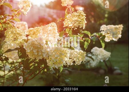 Blühende Sorte der Hortensia paniculata Vanille Fraise im Sommergarten. Schöne paniculate Hortensien Blütenstände schmücken den Garten. Stockfoto