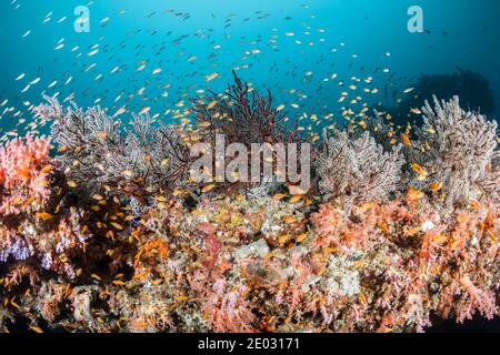 Coloured Coral Reef, Felidhu Atoll, Indischer Ozean, Malediven Stockfoto