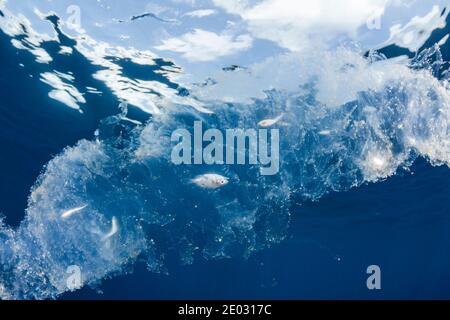 Seesalp verdaut kleine Fische, Felidhu Atoll, Indischer Ozean, Malediven Stockfoto