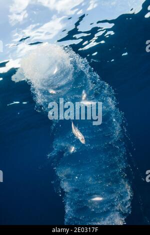 Seesalp verdaut kleine Fische, Felidhu Atoll, Indischer Ozean, Malediven Stockfoto