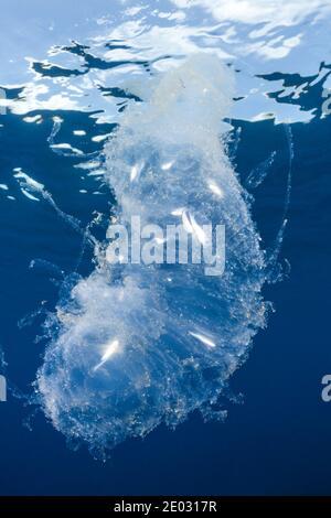 Seesalp verdaut kleine Fische, Felidhu Atoll, Indischer Ozean, Malediven Stockfoto