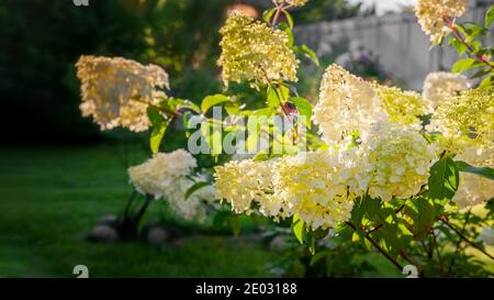 Blühende Sorte der Hortensia paniculata Vanille Fraise im Sommergarten. Schöne paniculate Hortensien Blütenstände schmücken den Garten. Stockfoto