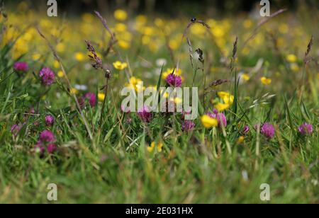 Butterblumen und rosa KuhPetersilie blühen in Farbakzente unter hohen Grashalmen. Stockfoto