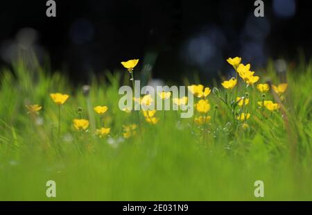 Butterblumen und rosa KuhPetersilie blühen in Farbakzente unter hohen Grashalmen. Stockfoto