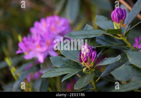 Rhododendron-Blüten füllen den Hintergrund mit rosa Farbe, während im Vordergrund Knospen zu entfalten und zu blühen beginnen. Stockfoto