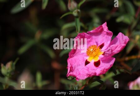 Eine einzelne rosafarbene Orchidee-Rockrose blüht inmitten einer Hecke von sattem Grün. Stockfoto