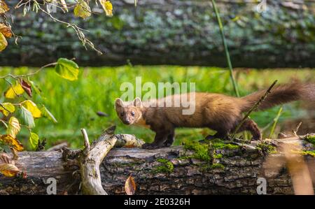 Pine Marten (Martes martes) mit Blick auf die Kamera, Bialowieza Wald, Polen, Europa Stockfoto