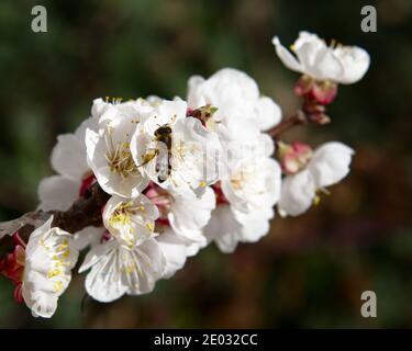 Blühender Aprikosenbaum mit Honigbiene auf einer Blüte Stockfoto